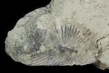 Fossil Crinoid (Eucalyptocrinus) Calyx & Brachiopod - Indiana #127327-2